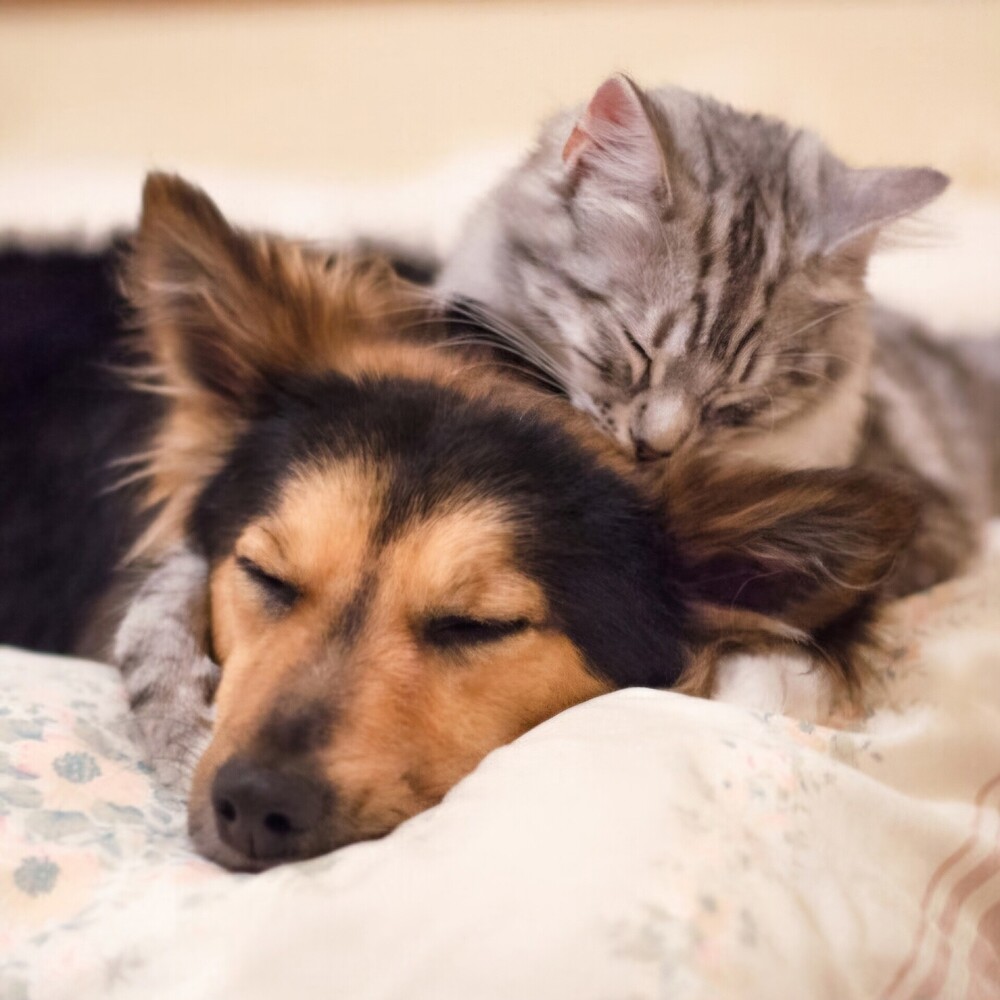 Your Pet. Your Choice!