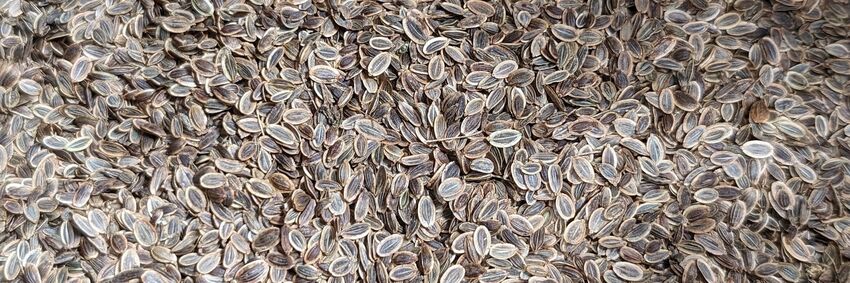 The Origins Of Aquavit - Botanical Alchemy