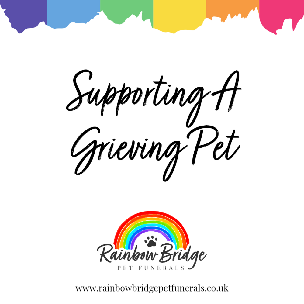 Supporting A Grieving Pet | Rainbow Bridge Pet Funeral Services