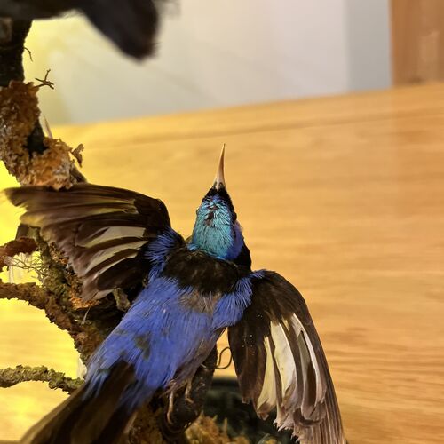 Taxidermy Specimens Under Glass Dome