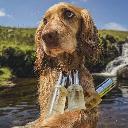 The Cocker Spaniel Candle