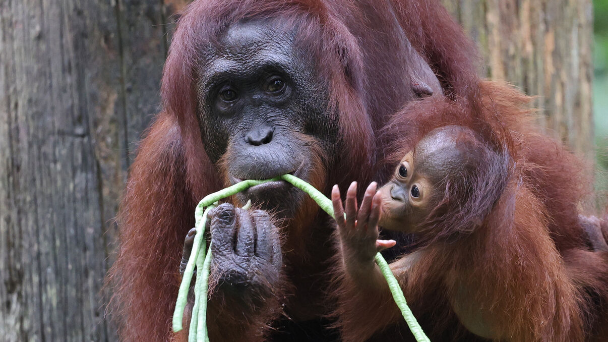 Sepilok Orangutan Sanctuary