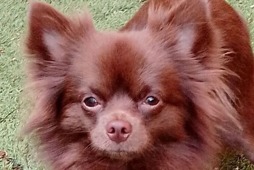 Our Dogs | British Chihuahua Rescue