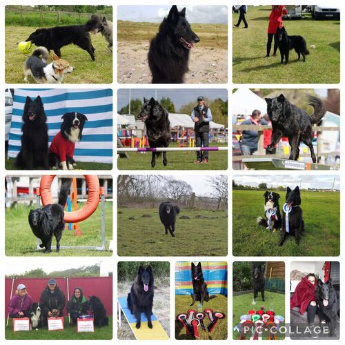 Online Book of Remembrance | Rainbow Bridge Pet Funerals