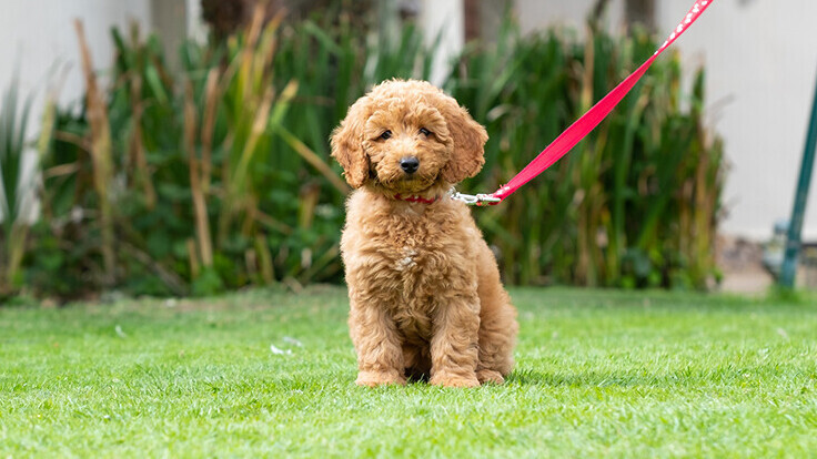 Brixham Dog Training