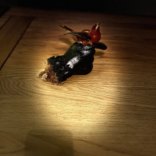 Beautiful Red Tropical Bird on Hand