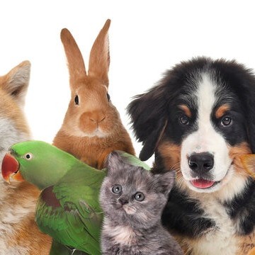 Latest News | Rainbow Bridge Pet Funeral Services