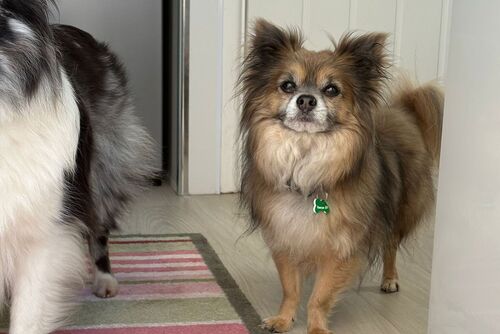 Our Dogs | British Chihuahua Rescue