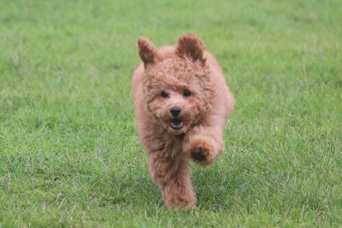 Gallery | Brixham Dog Training
