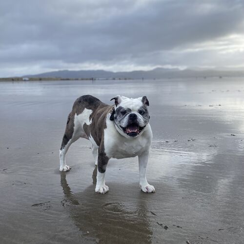 Online Book of Remembrance | Rainbow Bridge Pet Funeral Services