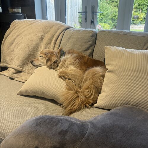 Online Book of Remembrance | Rainbow Bridge Pet Funerals