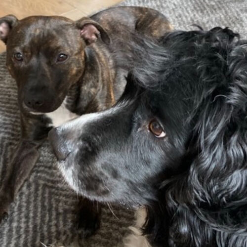 Online Book of Remembrance | Rainbow Bridge Pet Funerals