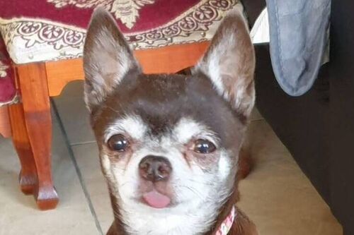 Our Dogs | British Chihuahua Rescue