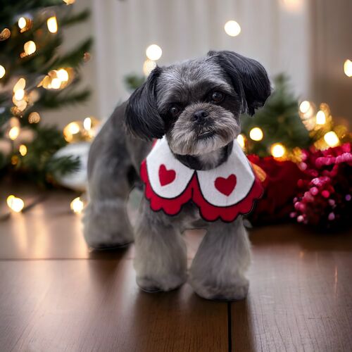 Windle Woofs | Dog Grooming | Photos | Gallery |