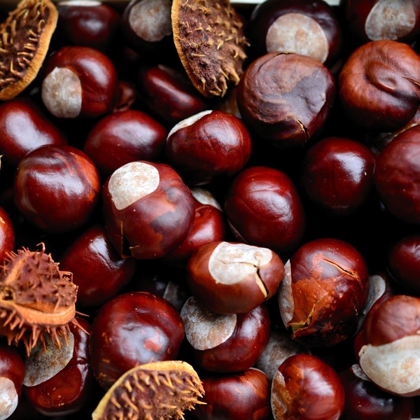 "Conkers: The Ultimate Anti-Aging Secret Unveiled"