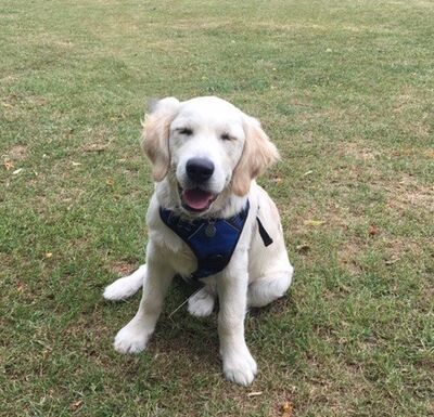 Brixham Dog Training
