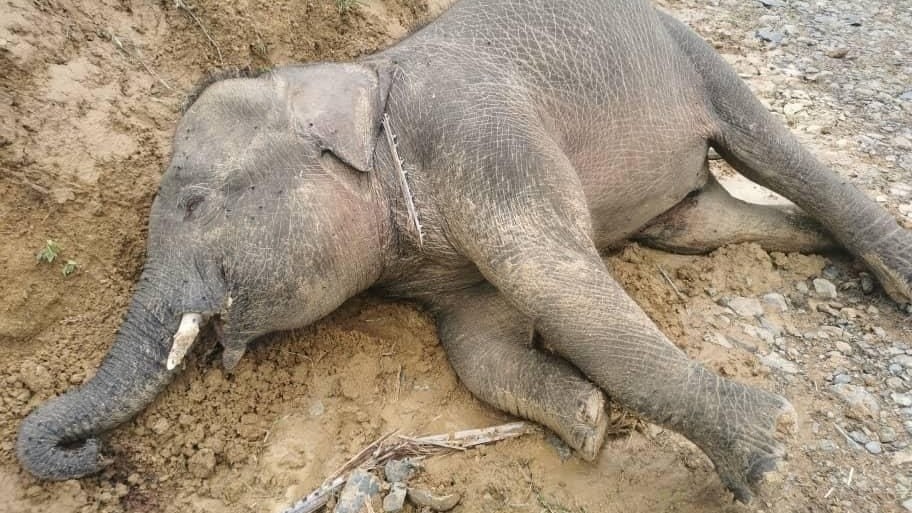 லொறி மோதியதால் பலியான யானை