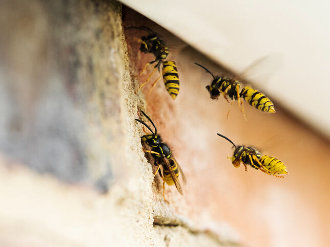 Gallery | Northdowns Pest Control Ltd | Pest control Guildford | Rodent control Guildford, Woking | Wasp nest removal Surrey