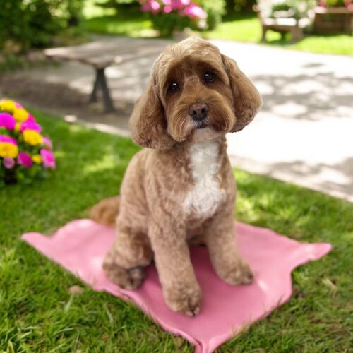 Windle Woofs | Dog Grooming | Photos | Gallery |