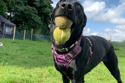 Gallery | Brixham Dog Training