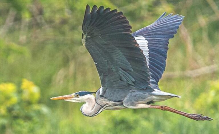 Contact | Omega Ecology Ltd | Preliminary Ecological Assessment (PEA)  | Biodiversity Net Gain (BNG )   | Ecological Clerk of Works (ECoWs)   