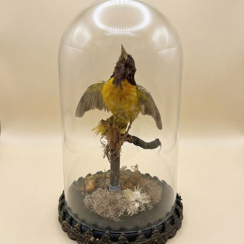 Taxidermy Tropical Birds