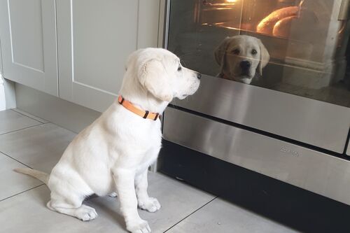 Gallery | Brixham Dog Training
