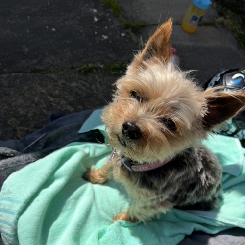 Online Book of Remembrance | Rainbow Bridge Pet Funeral Services