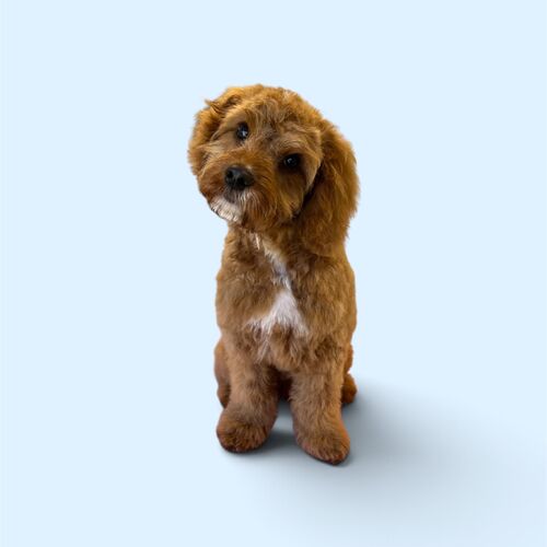 Dog Grooming | Full Groom | Windlesham, Lightwater, West End, Bisley, Chobham, Bagshot, Sunningdale, Virginia Water.
