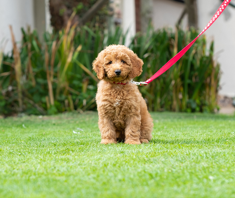 Puppy Programme | Brixham Dog Training