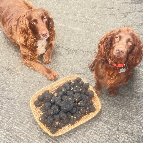 DOG TRAINING TRUFFLES