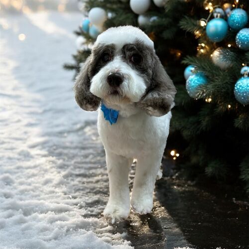 Windle Woofs | Dog Grooming | Photos | Gallery |