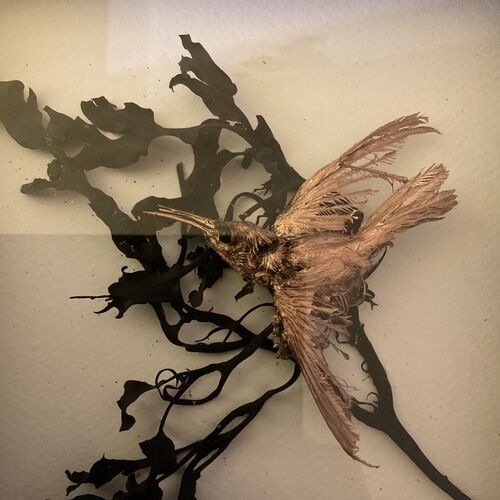 Framed Taxidermy Treasure.