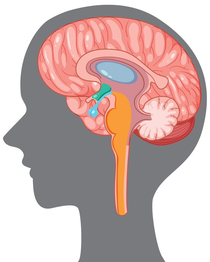 How high cortisol levels can affect your weight: What you need to know
