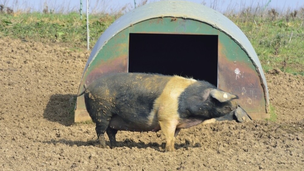 Pig Shelters