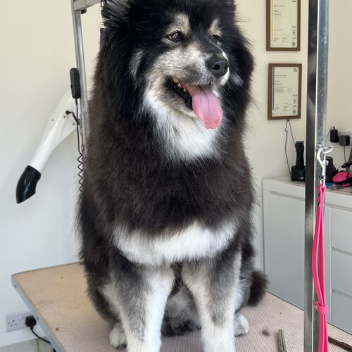 Windle Woofs | Dog Grooming | Photos | Gallery |