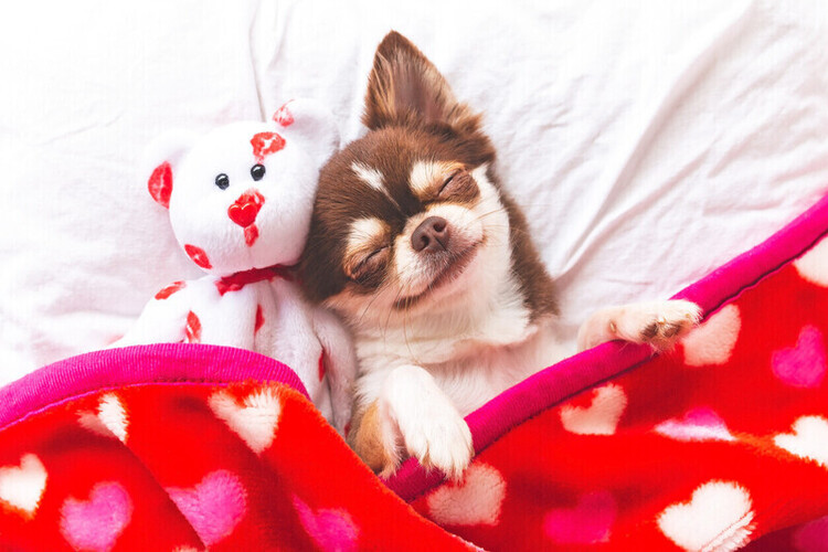 Rehoming | British Chihuahua Rescue