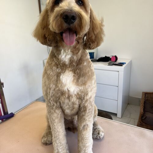 Windle Woofs | Dog Grooming | Photos | Gallery |