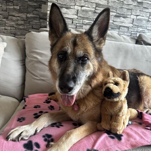 Online Book of Remembrance | Rainbow Bridge Pet Funerals
