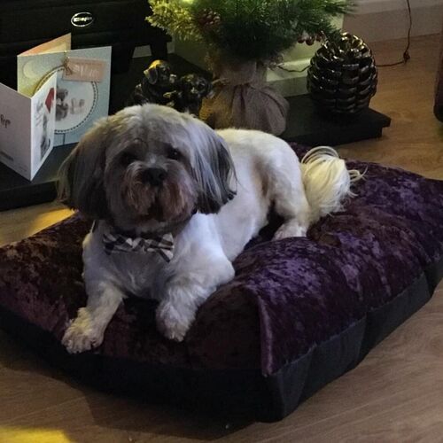 Online Book of Remembrance | Rainbow Bridge Pet Funeral Services