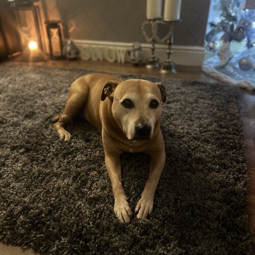 Online Book of Remembrance | Rainbow Bridge Pet Funeral Services