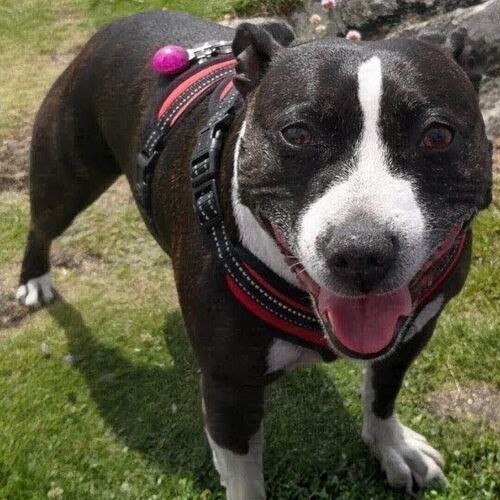 Online Book of Remembrance | Rainbow Bridge Pet Funeral Services