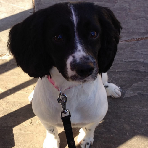 Online Book of Remembrance | Rainbow Bridge Pet Funeral Services