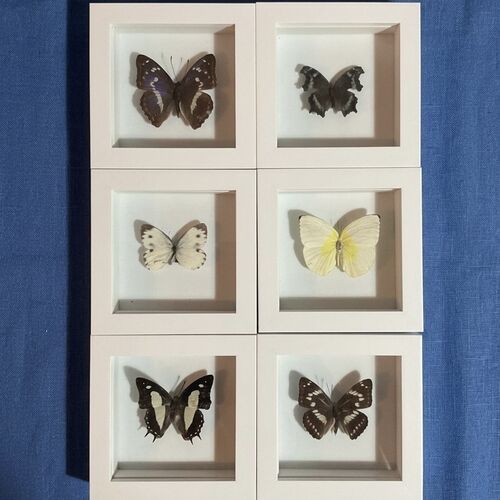 Selection of Tropical Butterflies 