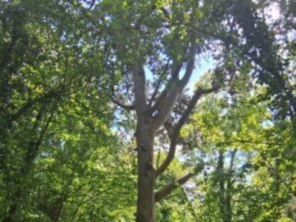 Portal Woodlands Sale | Martlesham Parish Council | Martlesham parish council planning | Martlesham parish council meeting | Martlesham parish council finance