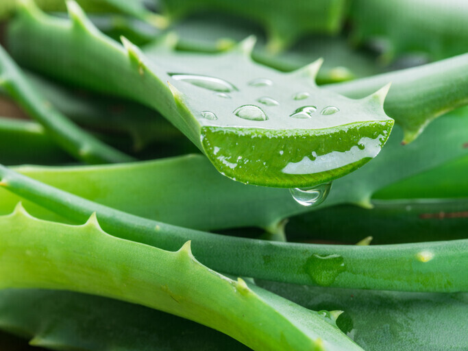 Aloe and Nature | Aloe and Nature