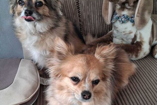 Our Dogs | British Chihuahua Rescue