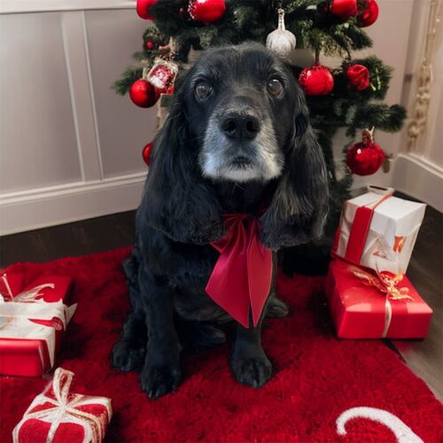 Windle Woofs | Dog Grooming | Photos | Gallery |