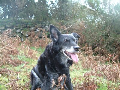 Brixham Dog Training