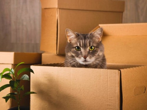 How to Best Handle Your Cat Moving Home: Tips from Shepherd and White
